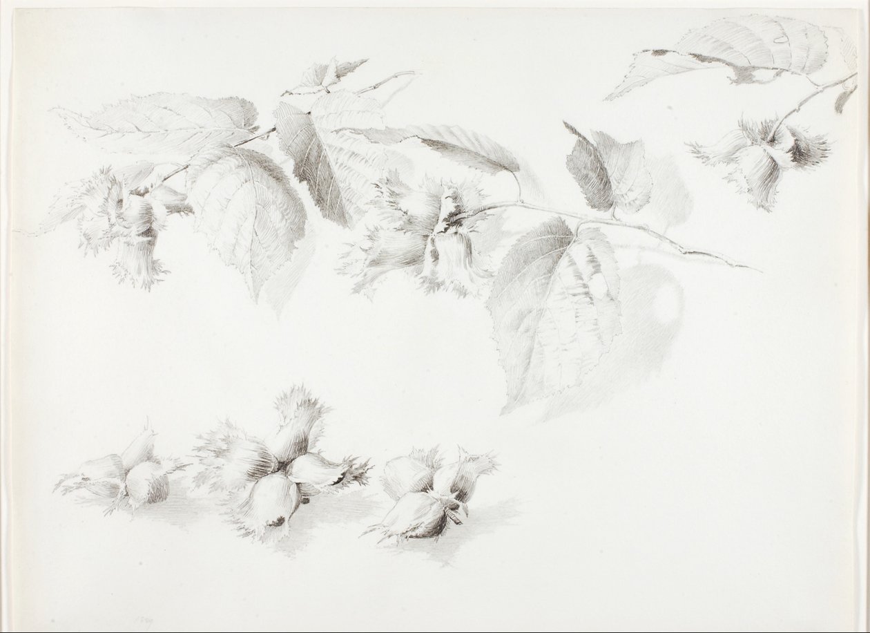 Cím nélkül (Vadmogyoró, Corylus Americana) alkotó: George Elbert Burr