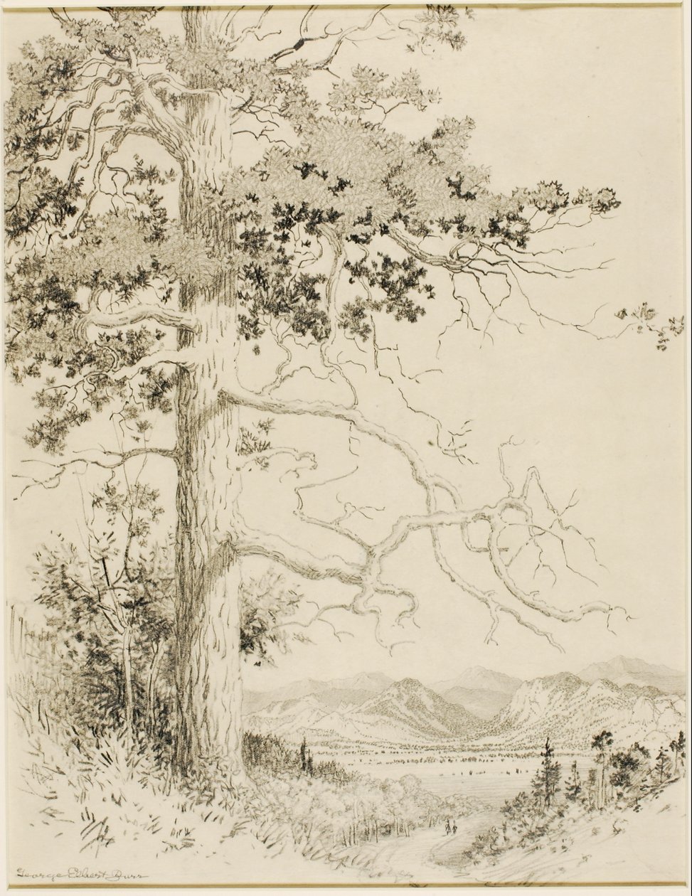 Cím nélkül (transzferrajz Old Pine, Estes Park) alkotó: George Elbert Burr