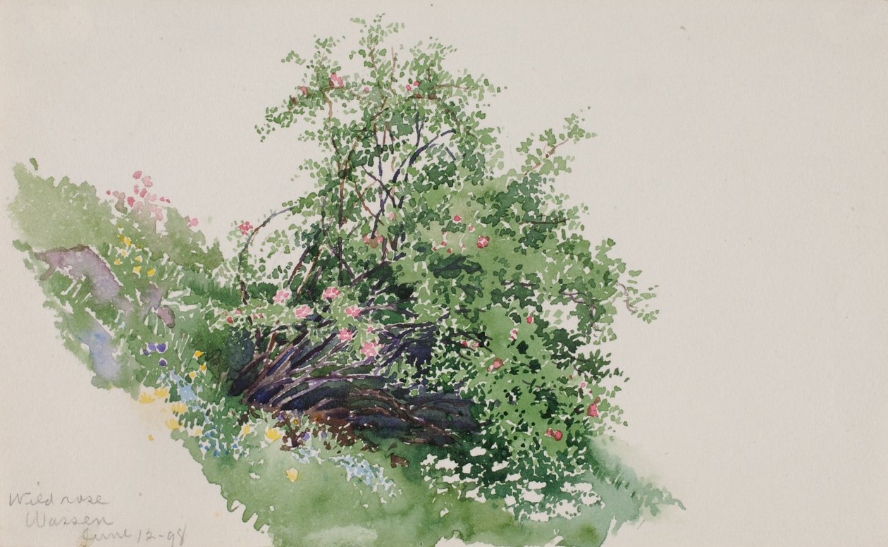 Wild Rose, Wassen alkotó: George Elbert Burr