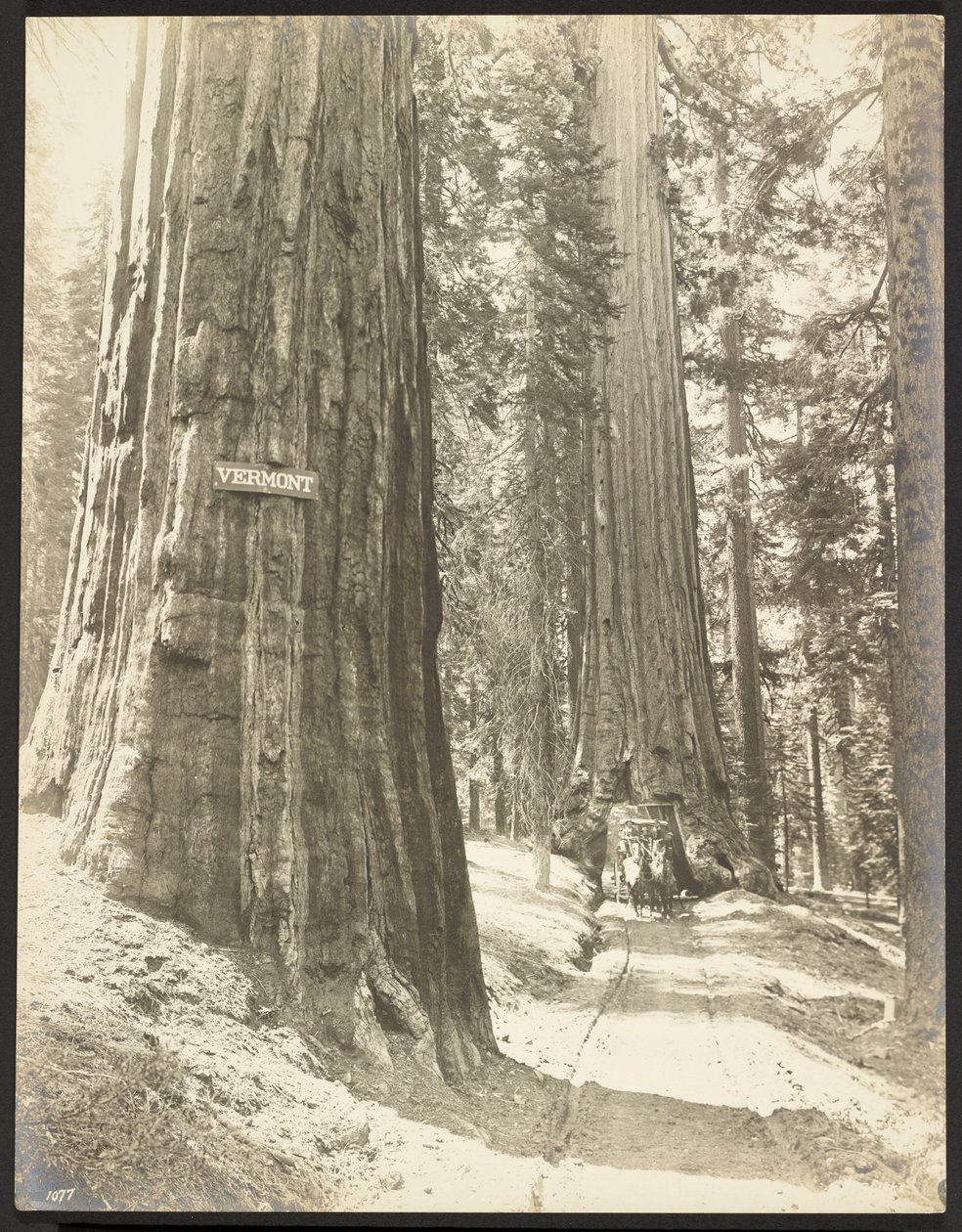 Vezessen a Wawona, Mariposa Grove. Átmérője 24 láb. alkotó: George Fiske