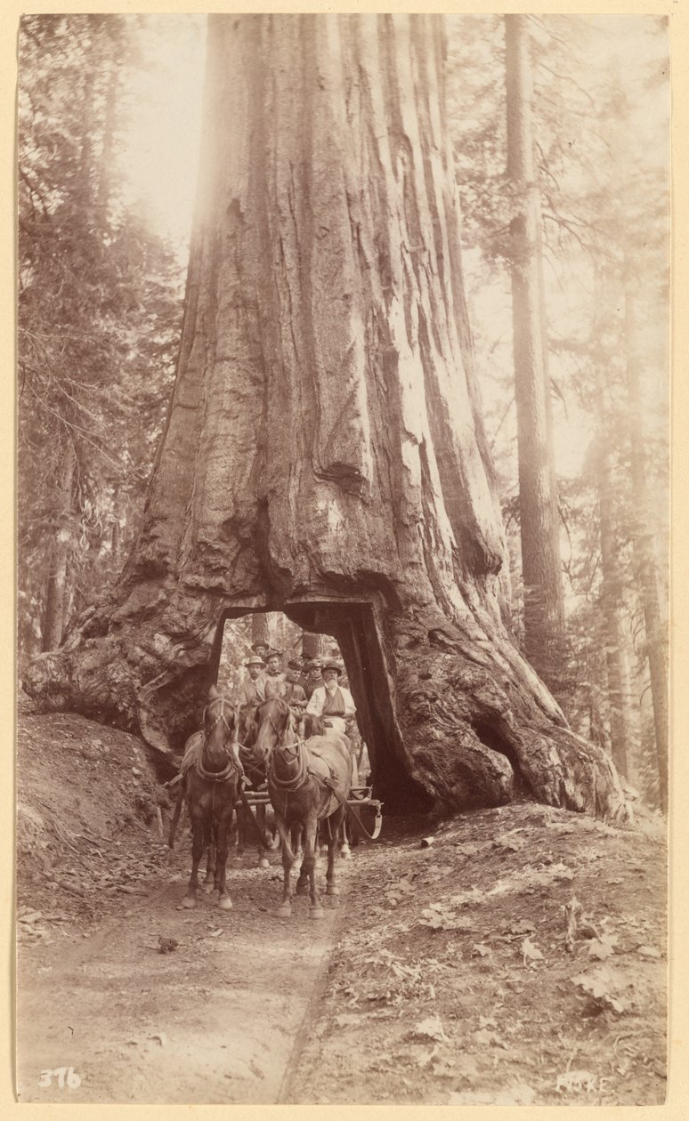 Wawona. a fa fázisát mutatja (átmérő, 30 láb). Mariposa Grove. alkotó: George Fiske