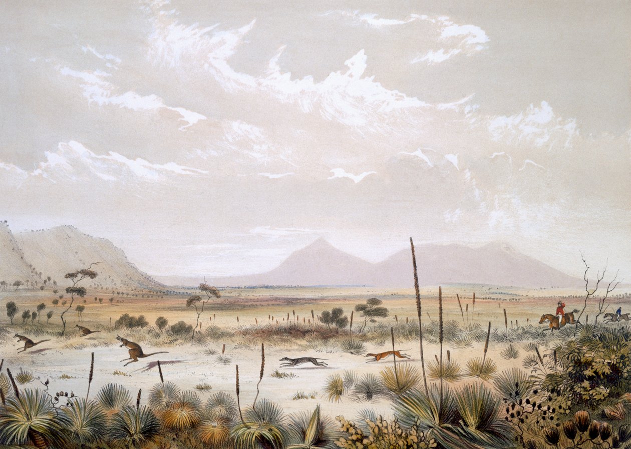 Kenguruvadászat Port Lincoln közelében, a „South Australia Illustrated”, 1847-ben megjelent (kézzel színezett metszet) alkotó: George French Angas