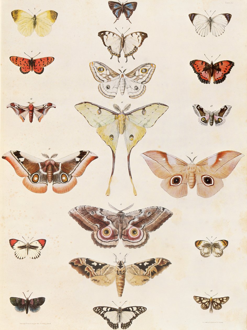 Lepidoptera Natalból és a zulu országból alkotó: George French Angas
