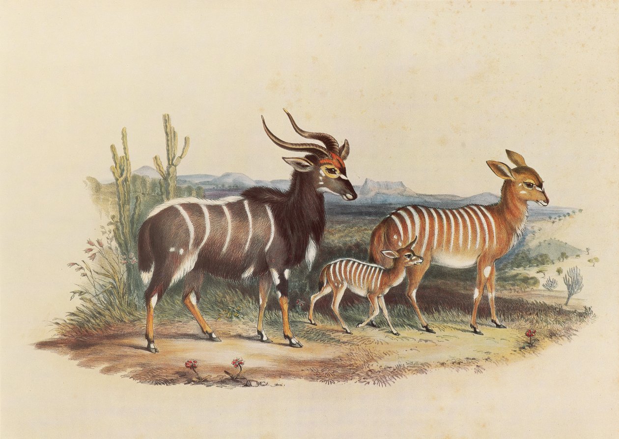 A Nyala alkotó: George French Angas