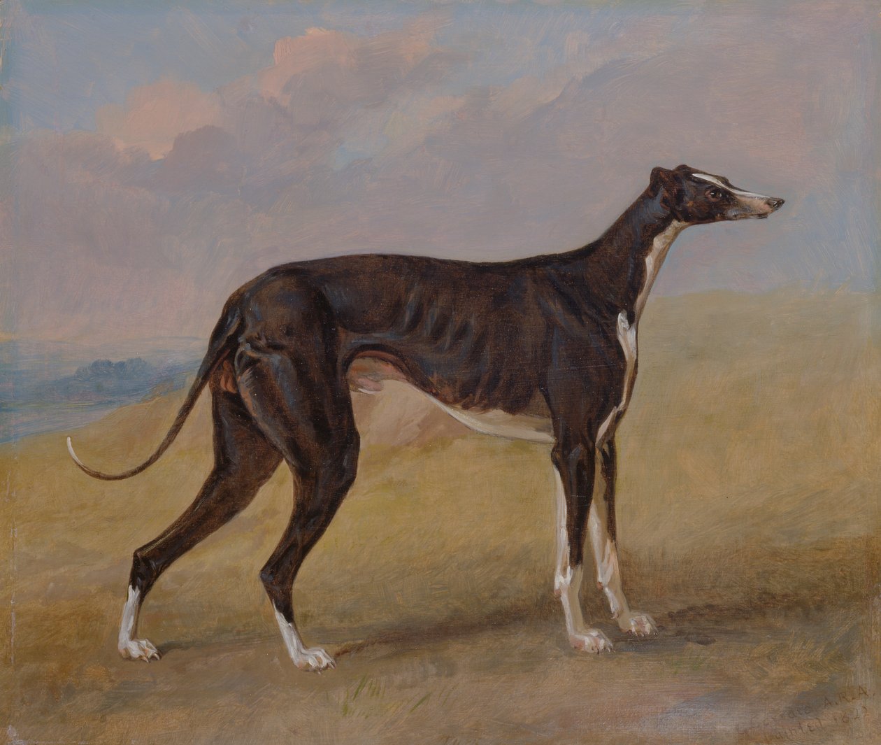 Turk, egy agár, George Lane Fox tulajdona alkotó: George Garrard