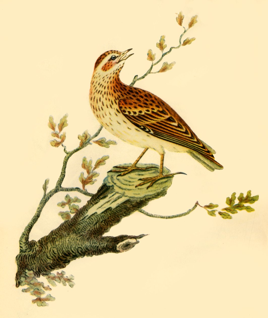 „Woodlark”, 1821, 1942. alkotó: George Graves
