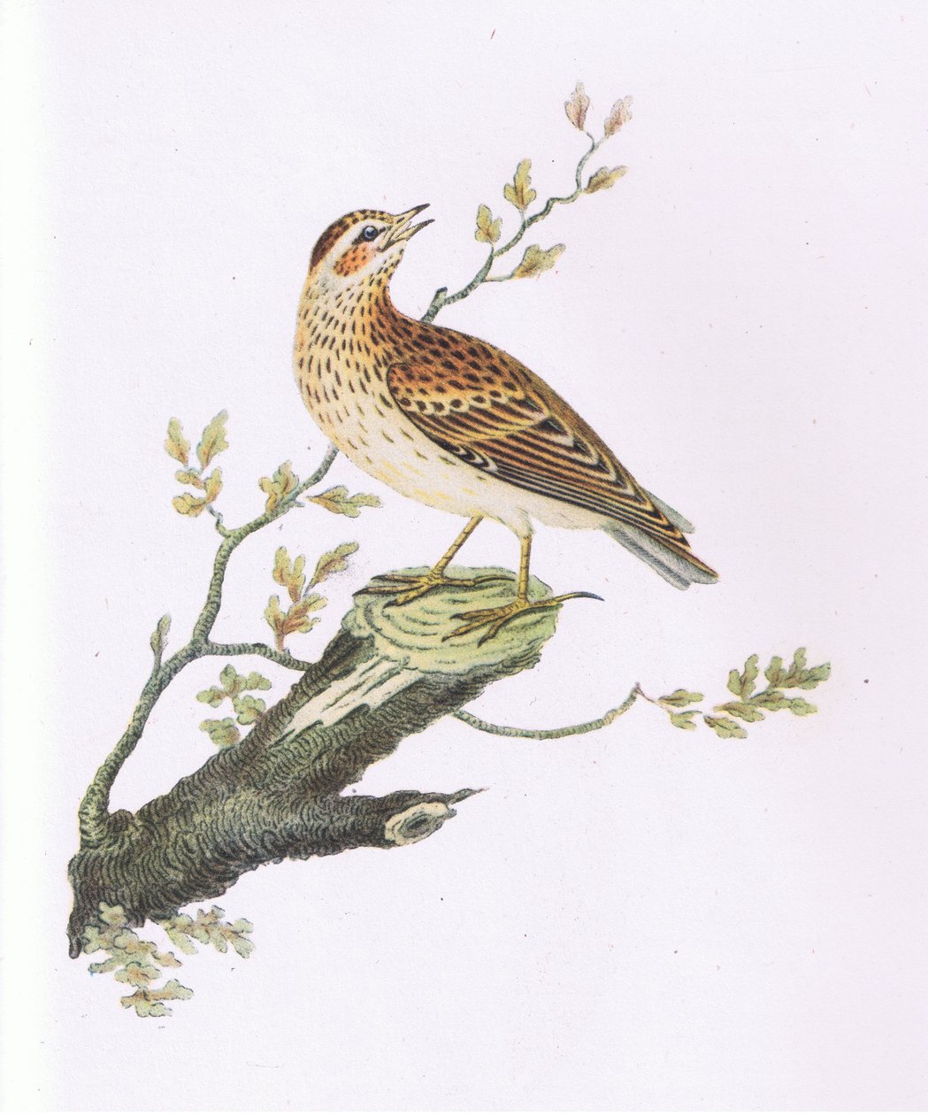 Woodlark, Nature in Britain kiadó: Collins alkotó: George Graves