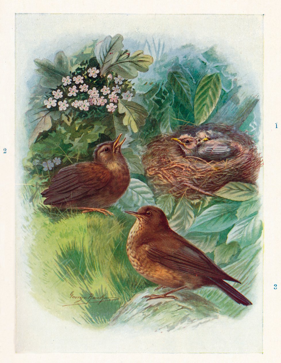 Tipikus nidicolous fióka – három szakasz. Blackbird, 1910, 1910 alkotó: George James Rankin