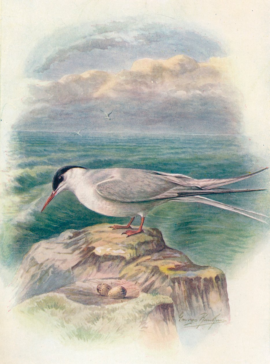 Sarkvidéki csér – Sterna macrura, c1910, 1910 alkotó: George James Rankin