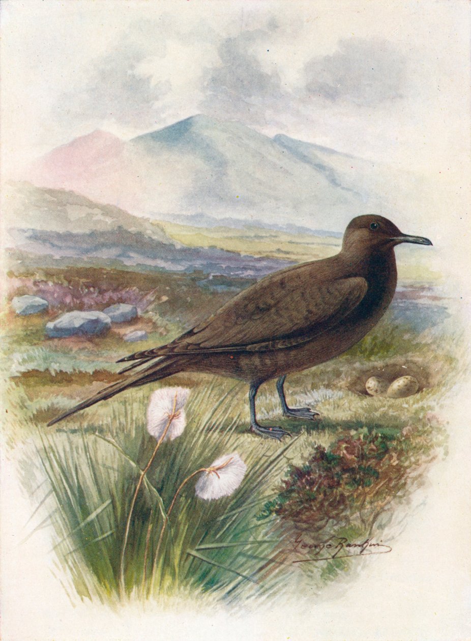 Arctic vagy Richardsons Skua – Stercorarius crepidalus, c1910, 1910 alkotó: George James Rankin