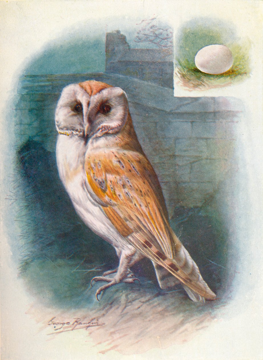 Fülesbagoly – Strix flammea, c1910, 1910 alkotó: George James Rankin