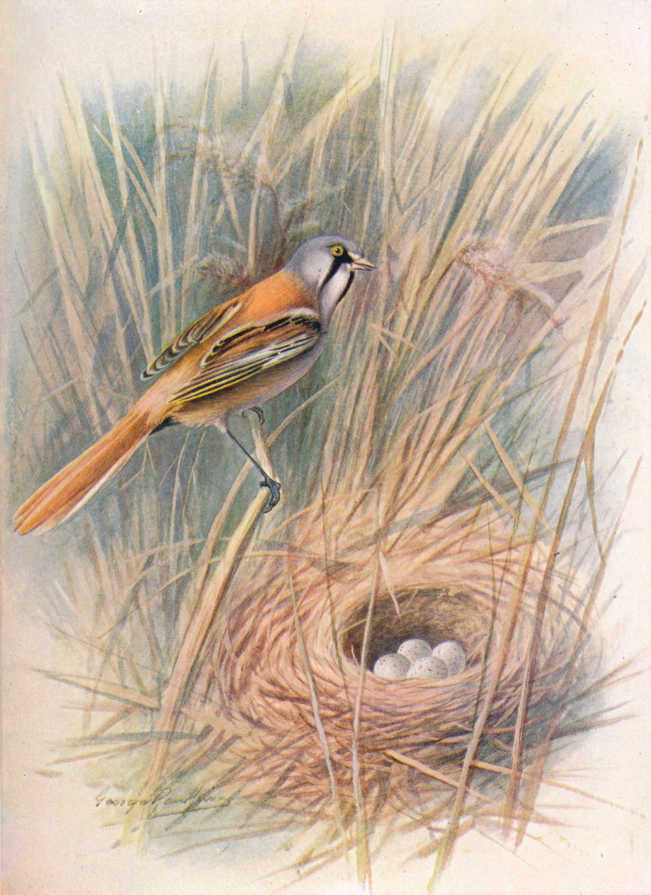 Szakállas cinege – Panurus biarmicus, c1910, 1910 alkotó: George James Rankin