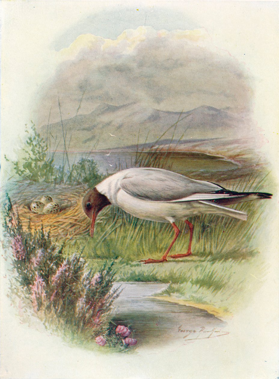 Feketefejű sirály – Larus ridibundus, c1910, 1910 alkotó: George James Rankin