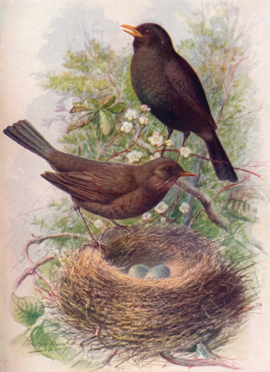 Feketerigó – Turdus merula, c1910, 1910 alkotó: George James Rankin