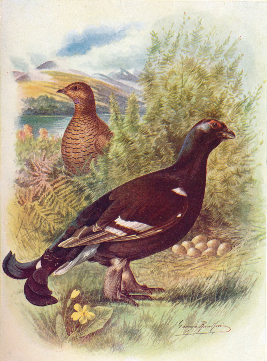 Feketekakas vagy feketefajd – Tetrao tetrix, c1910, 1910 alkotó: George James Rankin