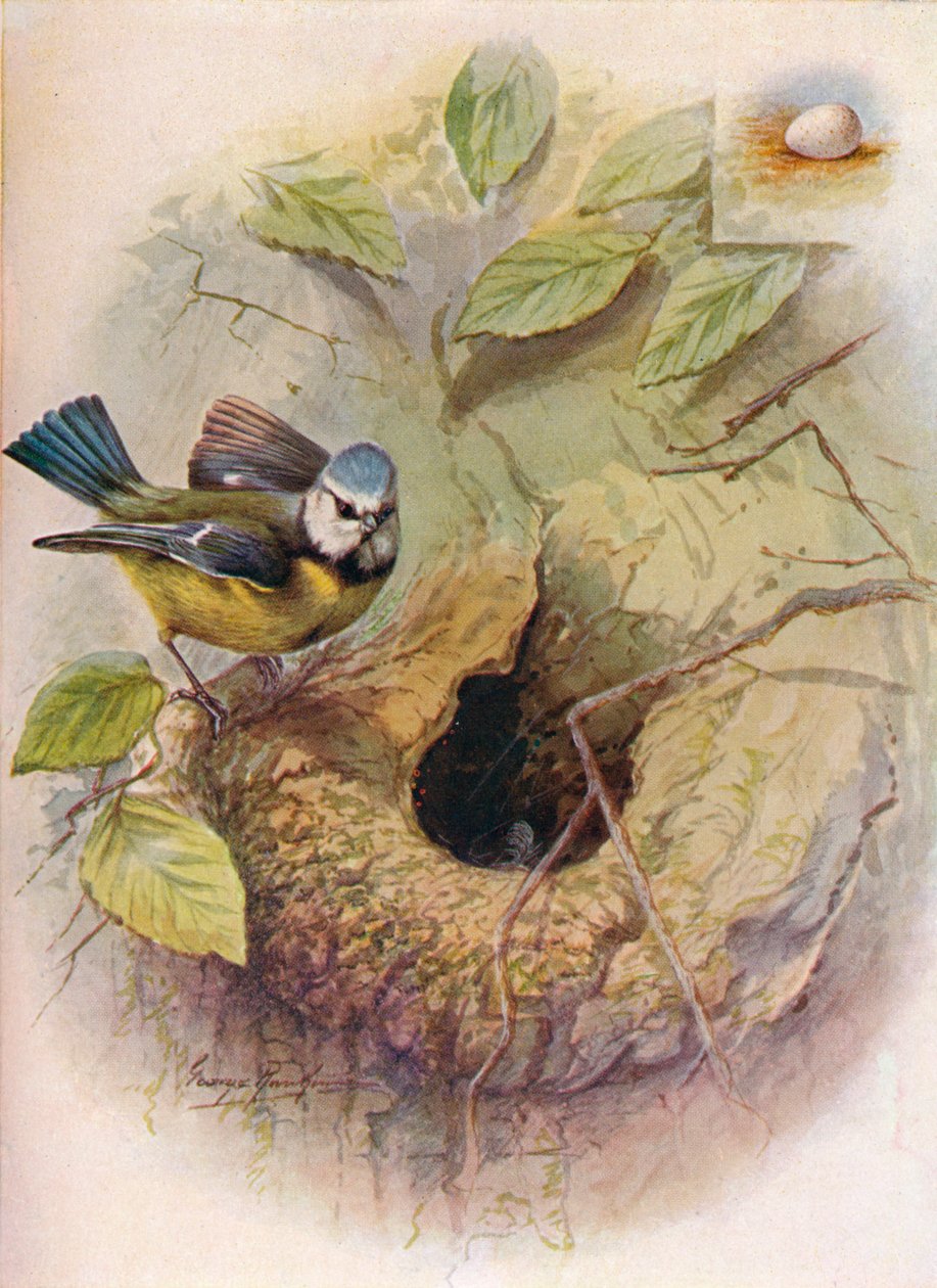 Kék cinege – Parus caeruleus, c1910, 1910 alkotó: George James Rankin