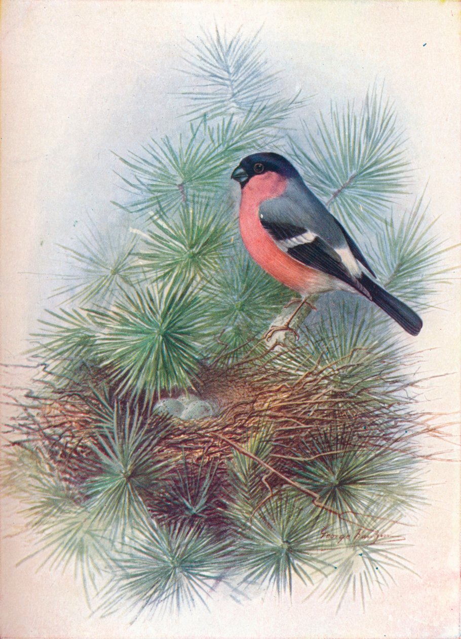 Süvöltő – Pyrrhua europaea, c1910, 1910 alkotó: George James Rankin
