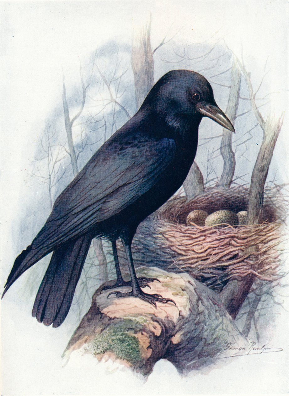 Carrion-Crow - Corvus corone, c1910, 1910 alkotó: George James Rankin