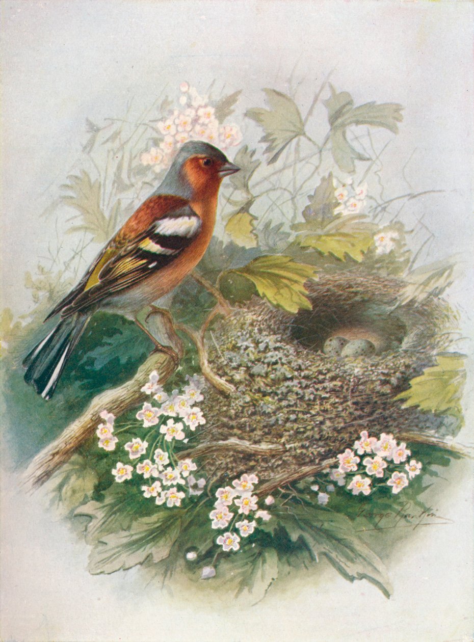 Chaffinch – Nőtlen Fringilla, c1910, 1910 alkotó: George James Rankin