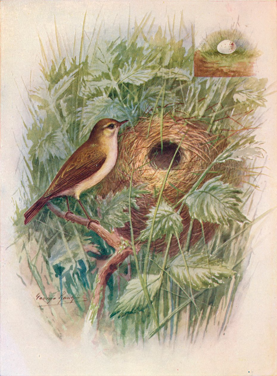 Chiff-Chaff – Phylloscopus rufus, c1910, 1910 alkotó: George James Rankin