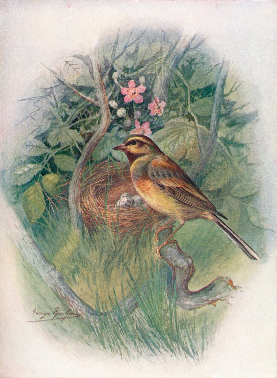 Cirl-Bunting – Emberiza cirlus, c1910, 1910 alkotó: George James Rankin