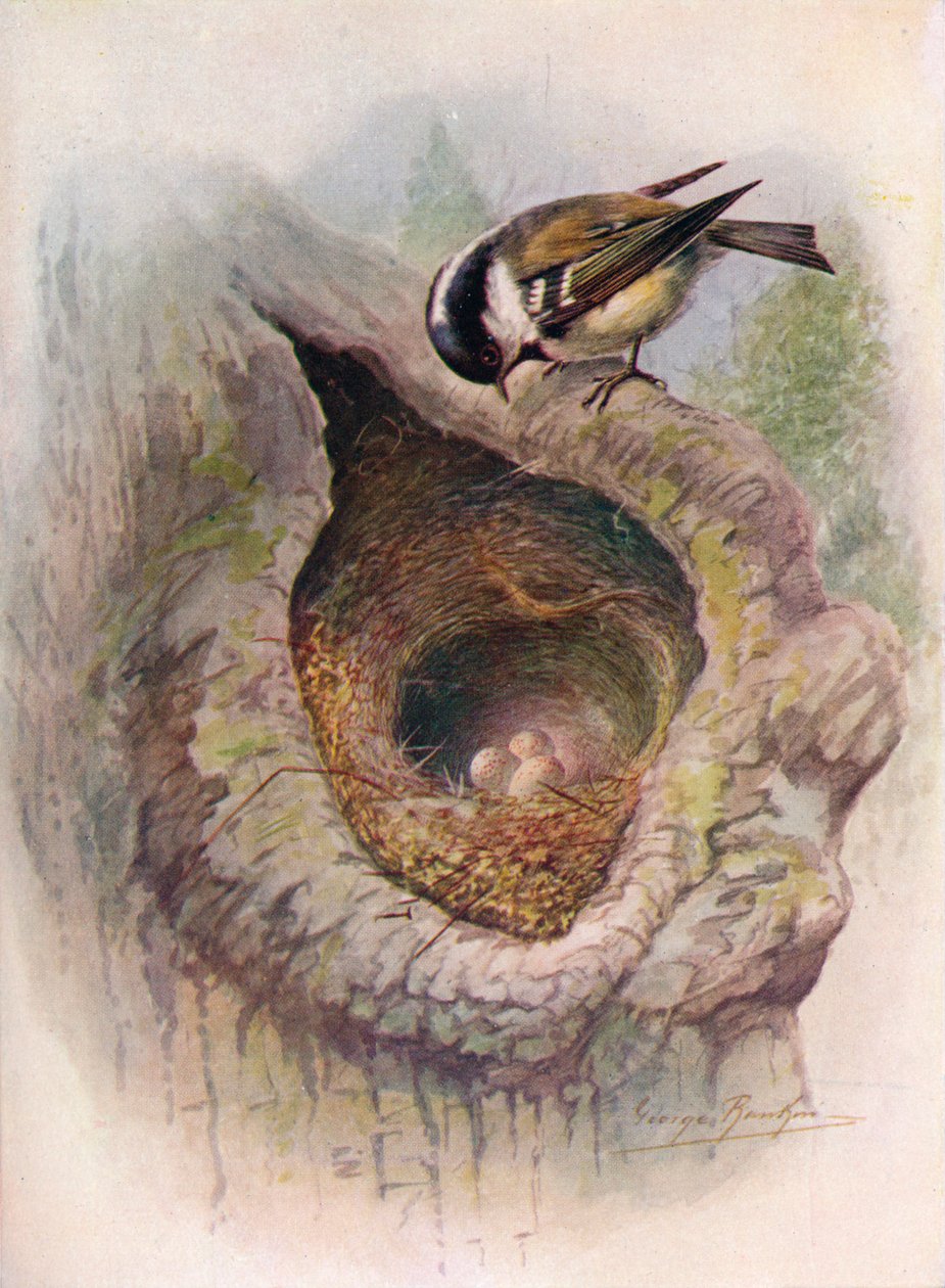 Coal-Tit – Megjelent ater, 1910, 1910 körül alkotó: George James Rankin