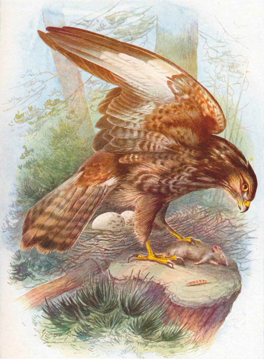 Közönséges ölyv – Buteo vulgaris, c1910, 1910 alkotó: George James Rankin