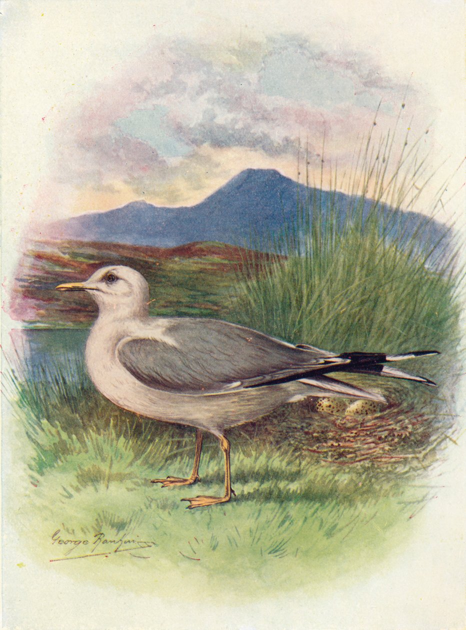 Közönséges sirály – Larus canus, c1910, 1910 alkotó: George James Rankin