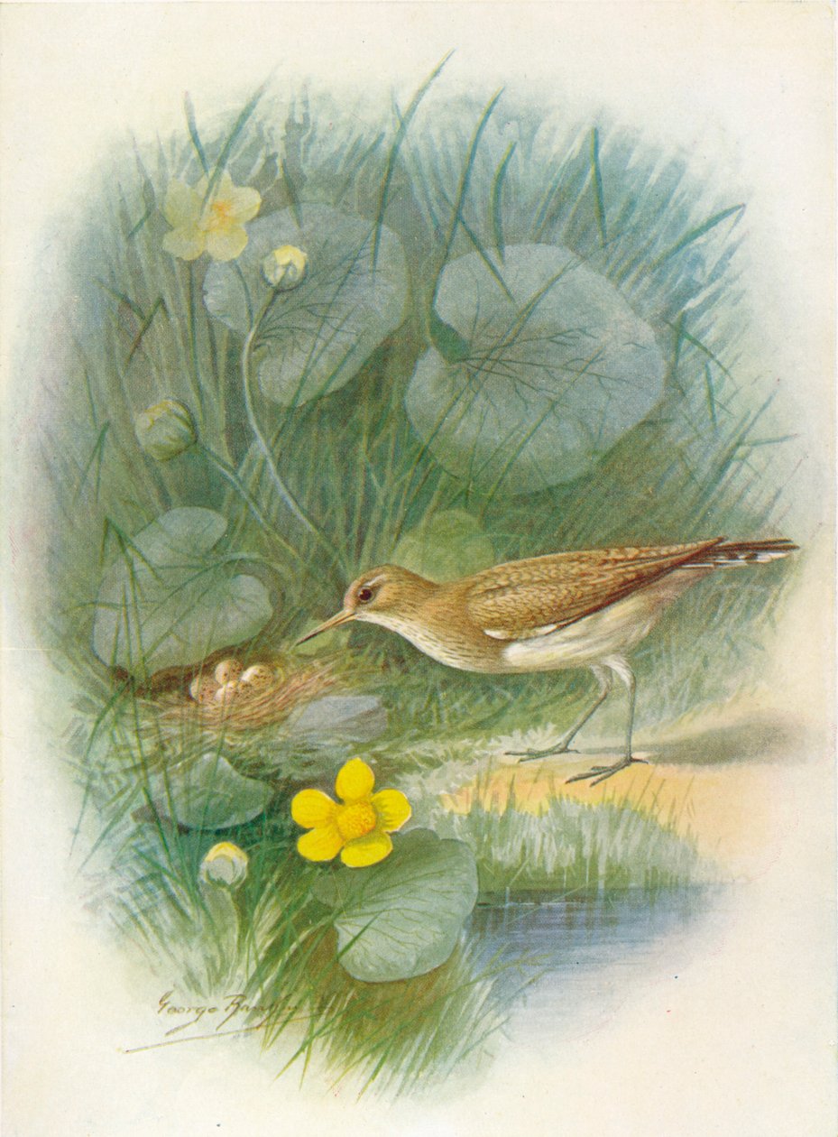 Közönséges homokkóró – Totanus hypoleucus, c1910, 1910 alkotó: George James Rankin