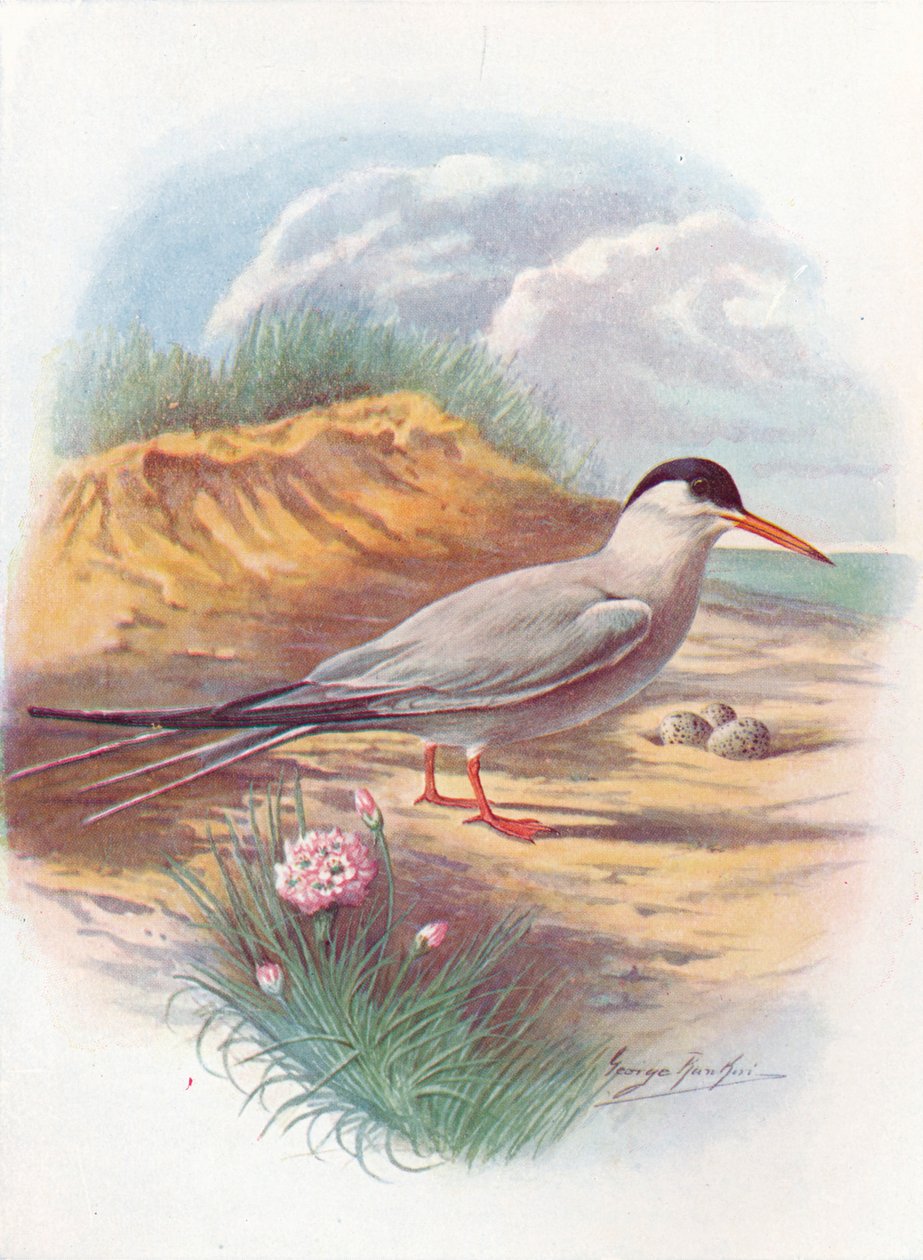 Közönséges csér – Sterna fluviatilis, c1910, 1910 alkotó: George James Rankin