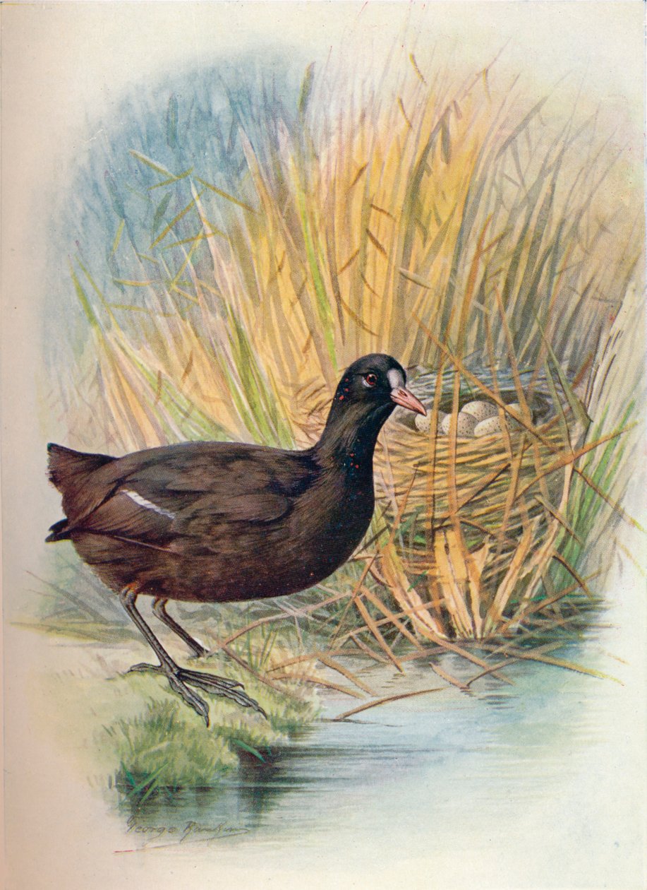 Szárcsa - Fulica atra, c1910, 1910 alkotó: George James Rankin