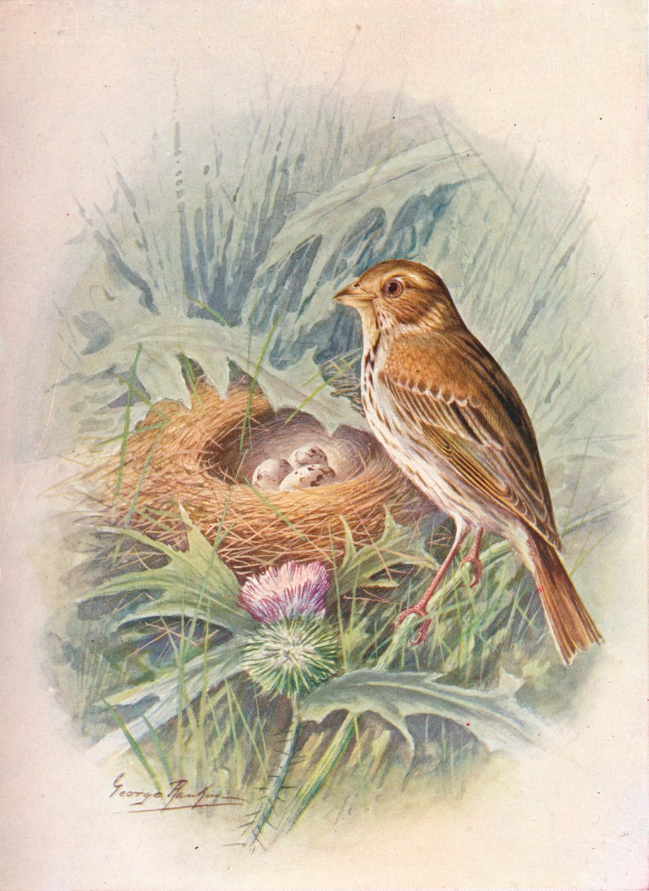 Kukoricasármány – Emberiza miliaria, c1910, 1910 alkotó: George James Rankin