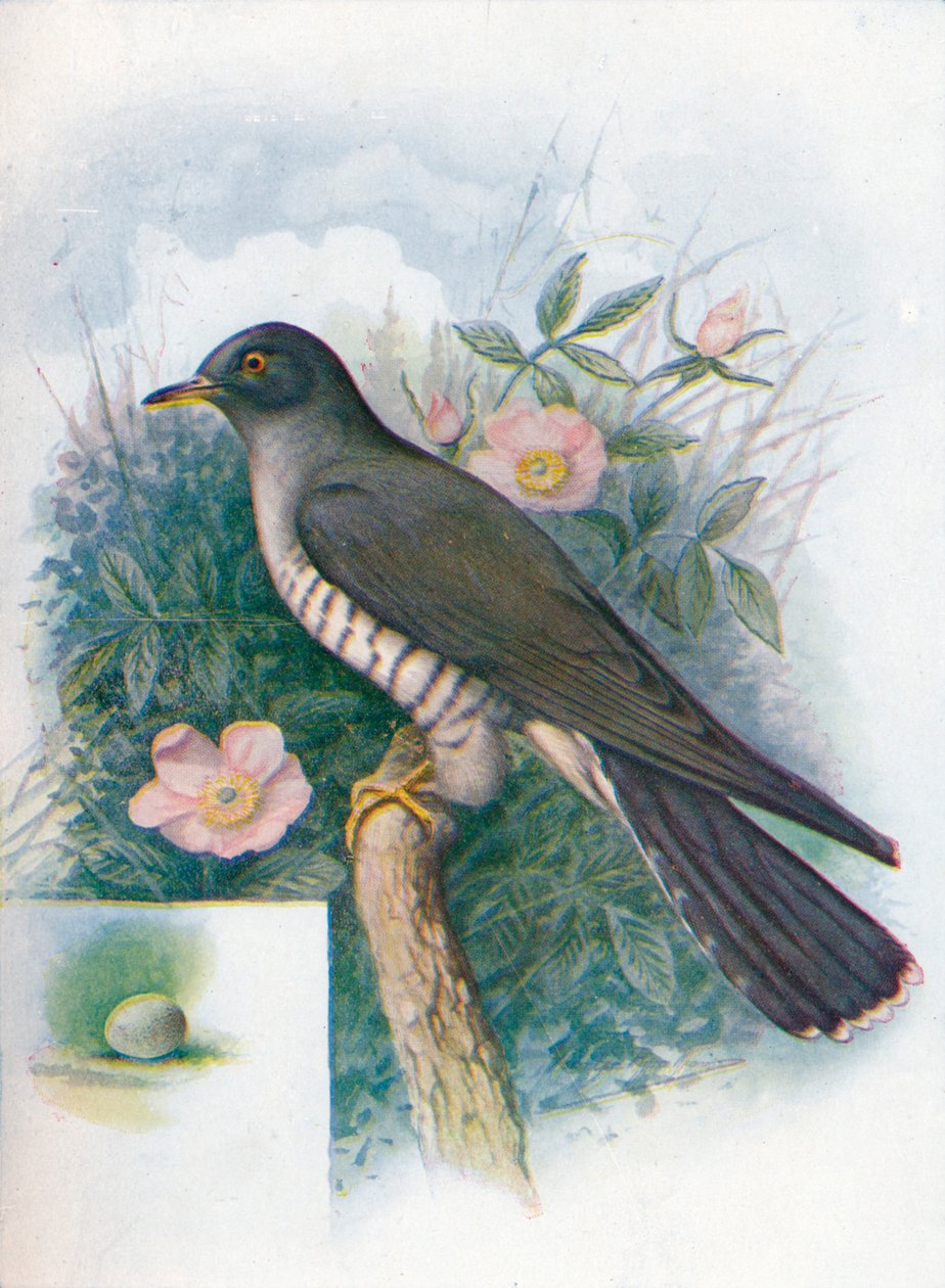 Kakukk – Cuculus canorus, c1910, 1910 alkotó: George James Rankin