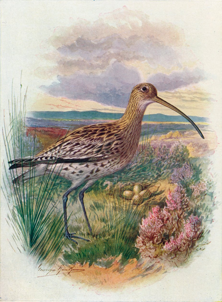 Curlew – Numenius arquata, c1910, 1910 alkotó: George James Rankin