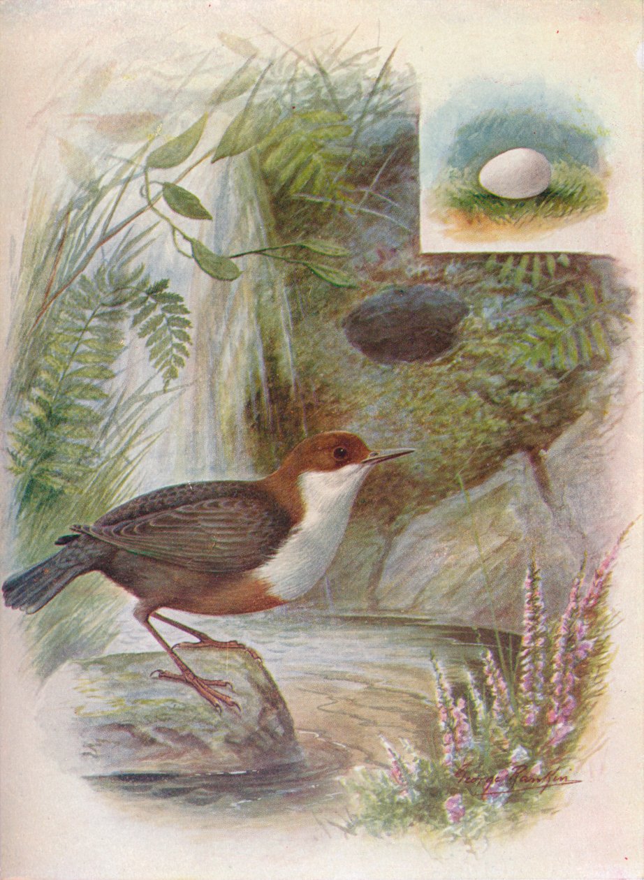 Göncöl vagy vízi öblítő - Cinclus aquaticus, c1910, 1910 alkotó: George James Rankin