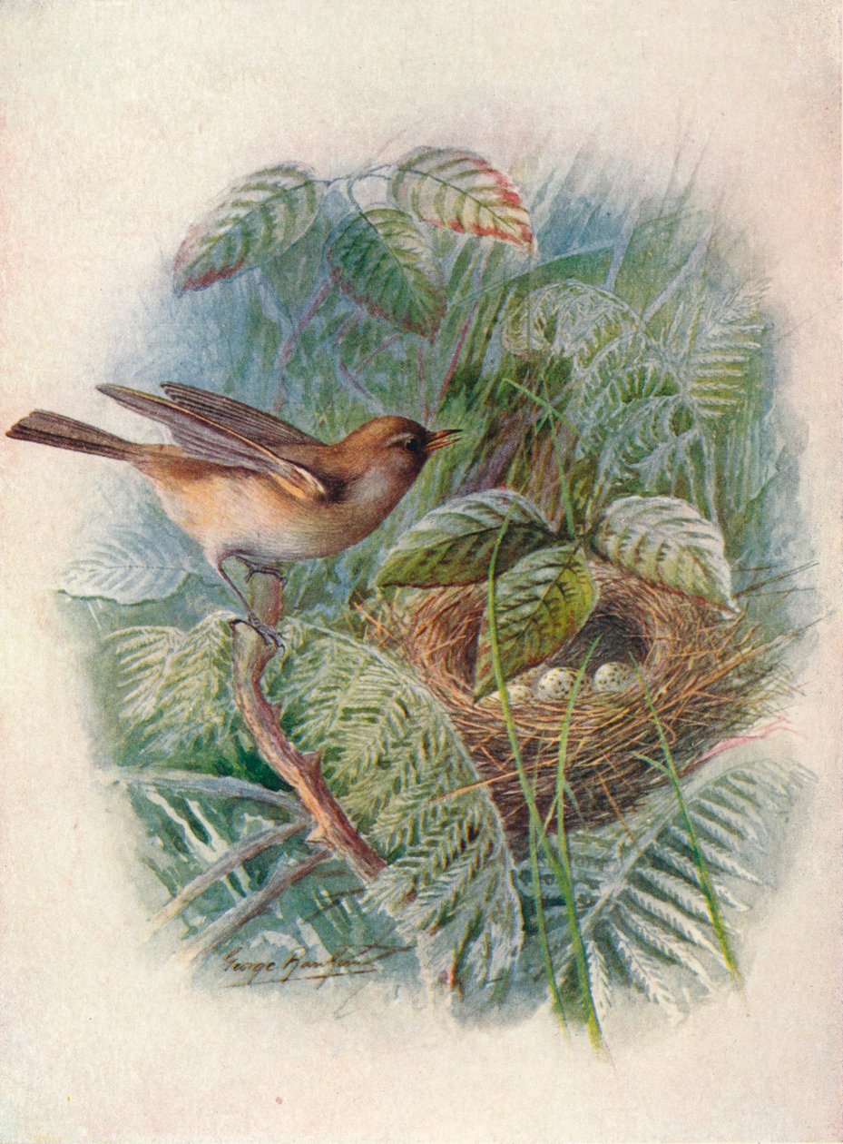 Kerti pacsirta – Sylvia hortensis, c1910, 1910 alkotó: George James Rankin