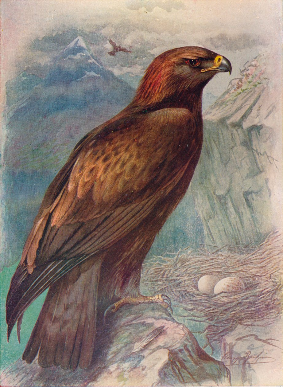 Arany sas – Aquila chrysaetus, c1910, 1910 alkotó: George James Rankin