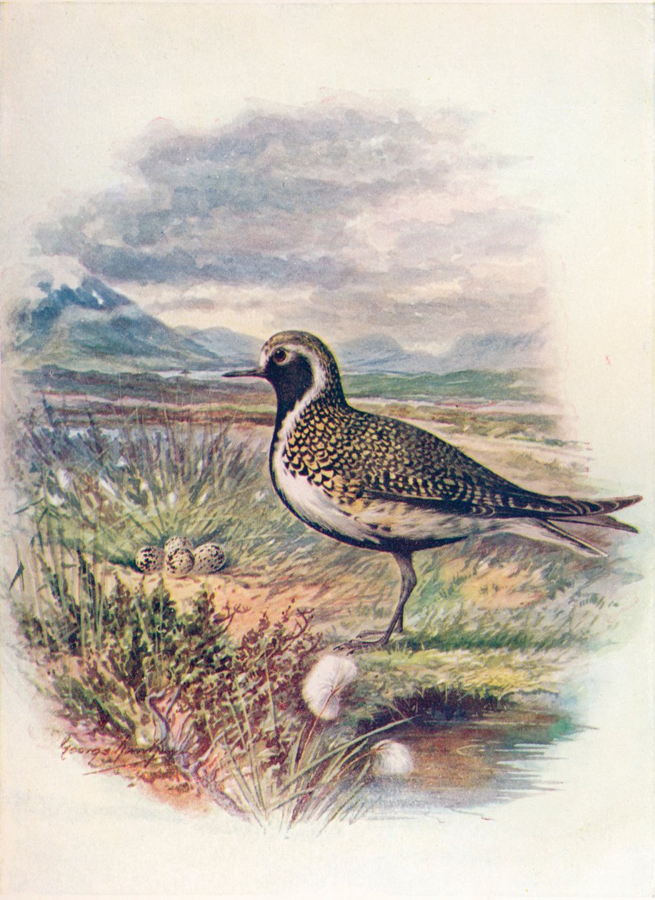 Aranylile - Charadrius pluvialis, c1910, 1910 alkotó: George James Rankin