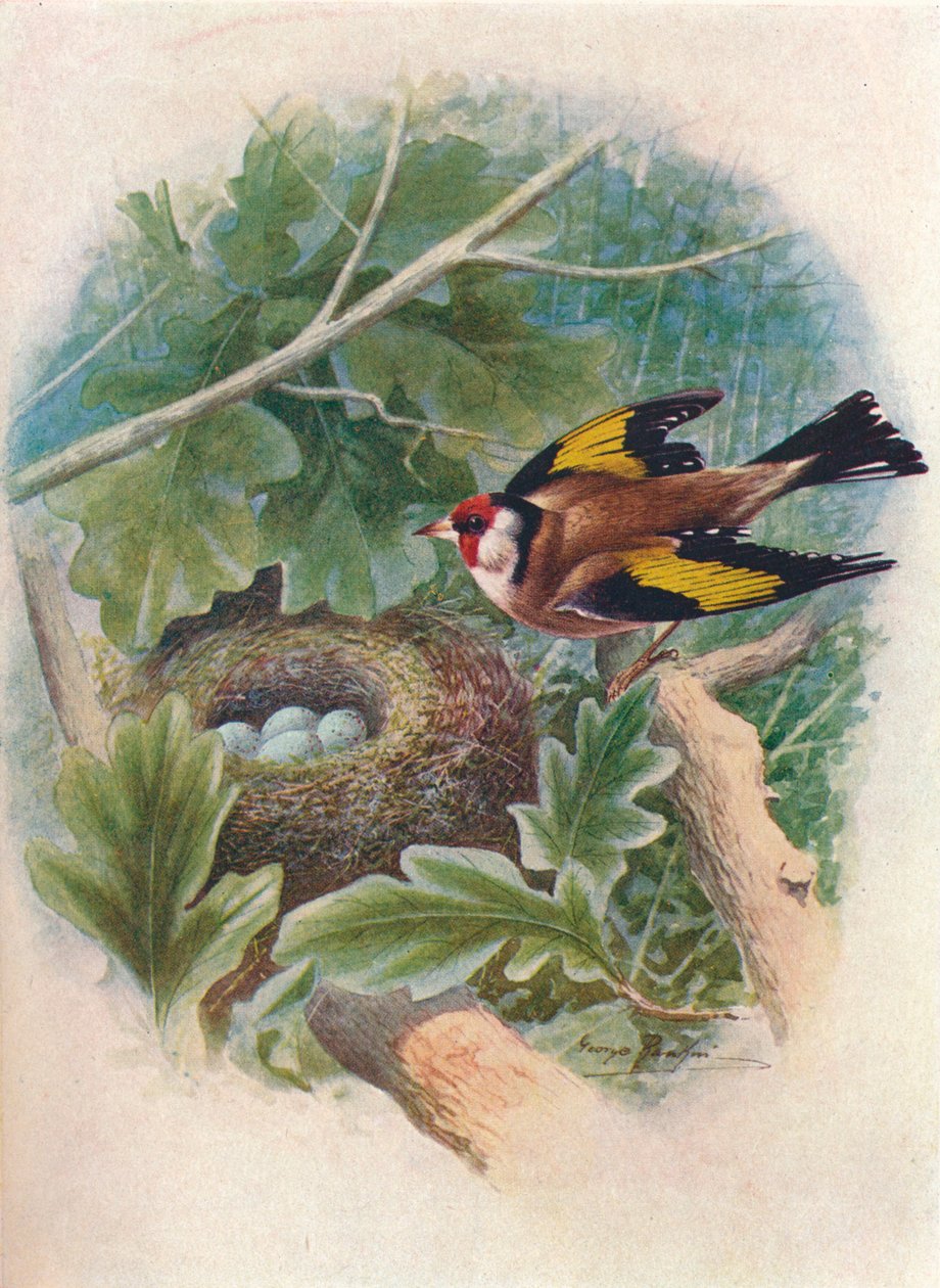 Aranypinty – Carduelis elegans, c1910, 1910 alkotó: George James Rankin
