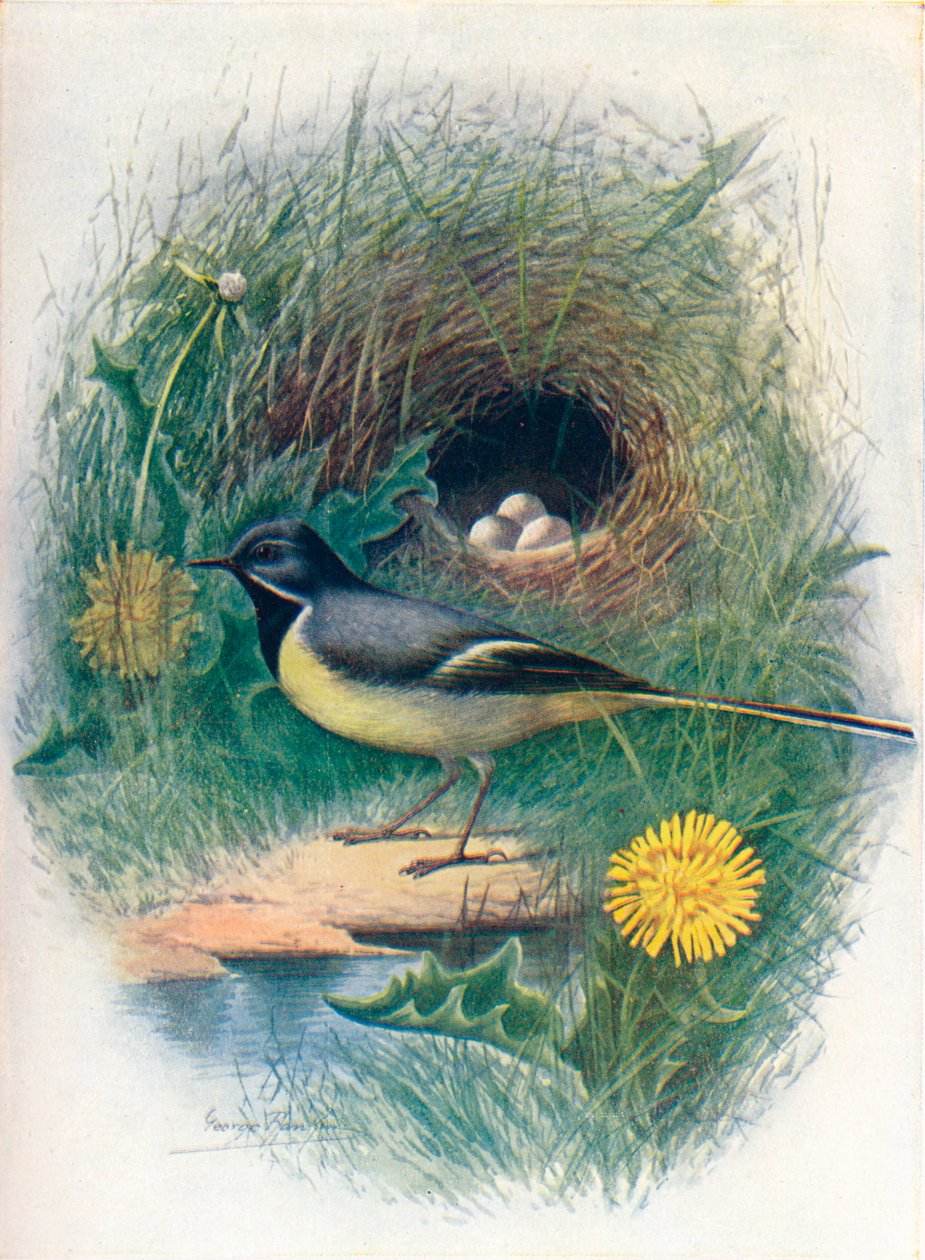 Szürke béklyó – Motacilla melanope, c1910, 1910 alkotó: George James Rankin