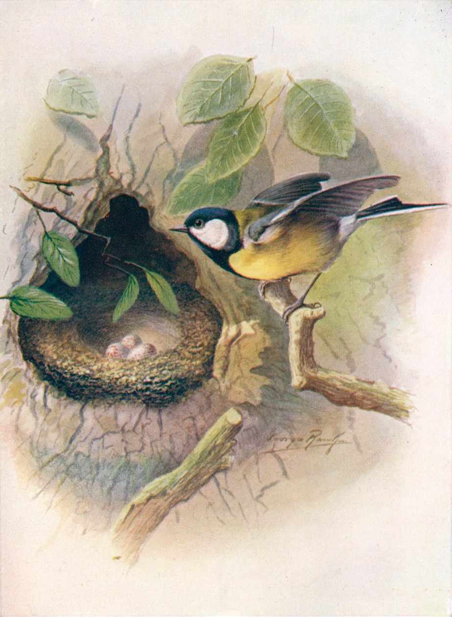 széncinege – Parus major, c1910, 1910 alkotó: George James Rankin
