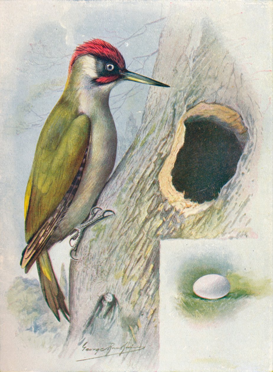 Zöld harkály – Gecinus viridis, c1910, 1910 alkotó: George James Rankin