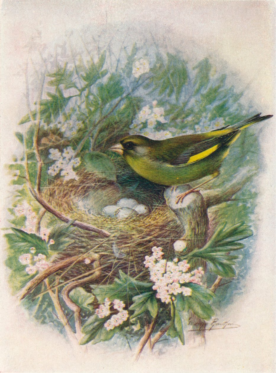 Zöldpinty - Ligurinus chloris, c1910, 1910 alkotó: George James Rankin