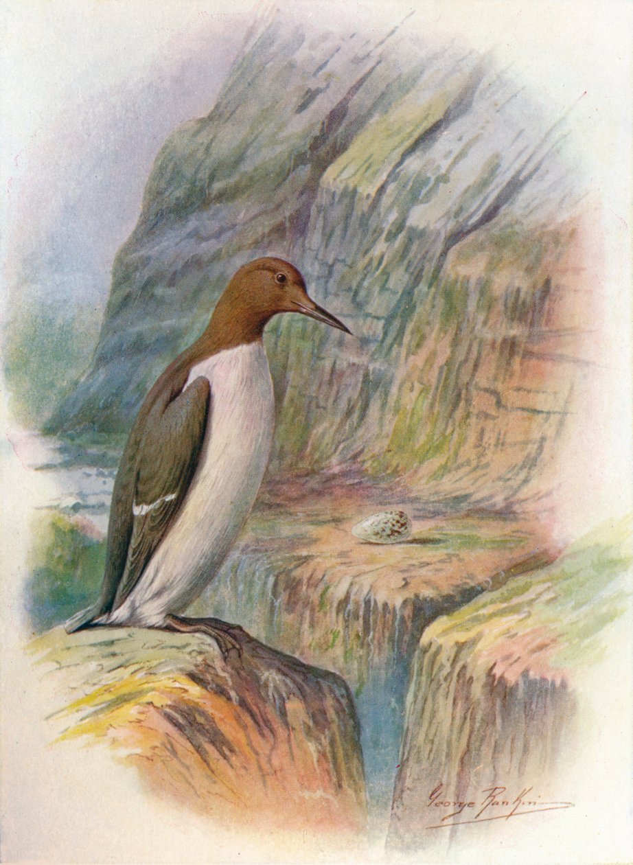Guillemot – Uria troile, c1910, 1910 alkotó: George James Rankin