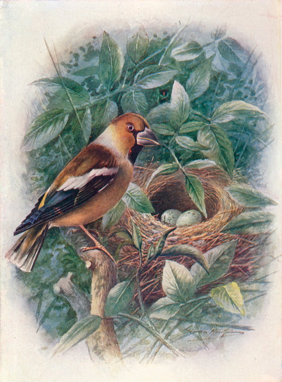 Hawfinch – Coccothraustes vulgaris, c1910, 1910 alkotó: George James Rankin