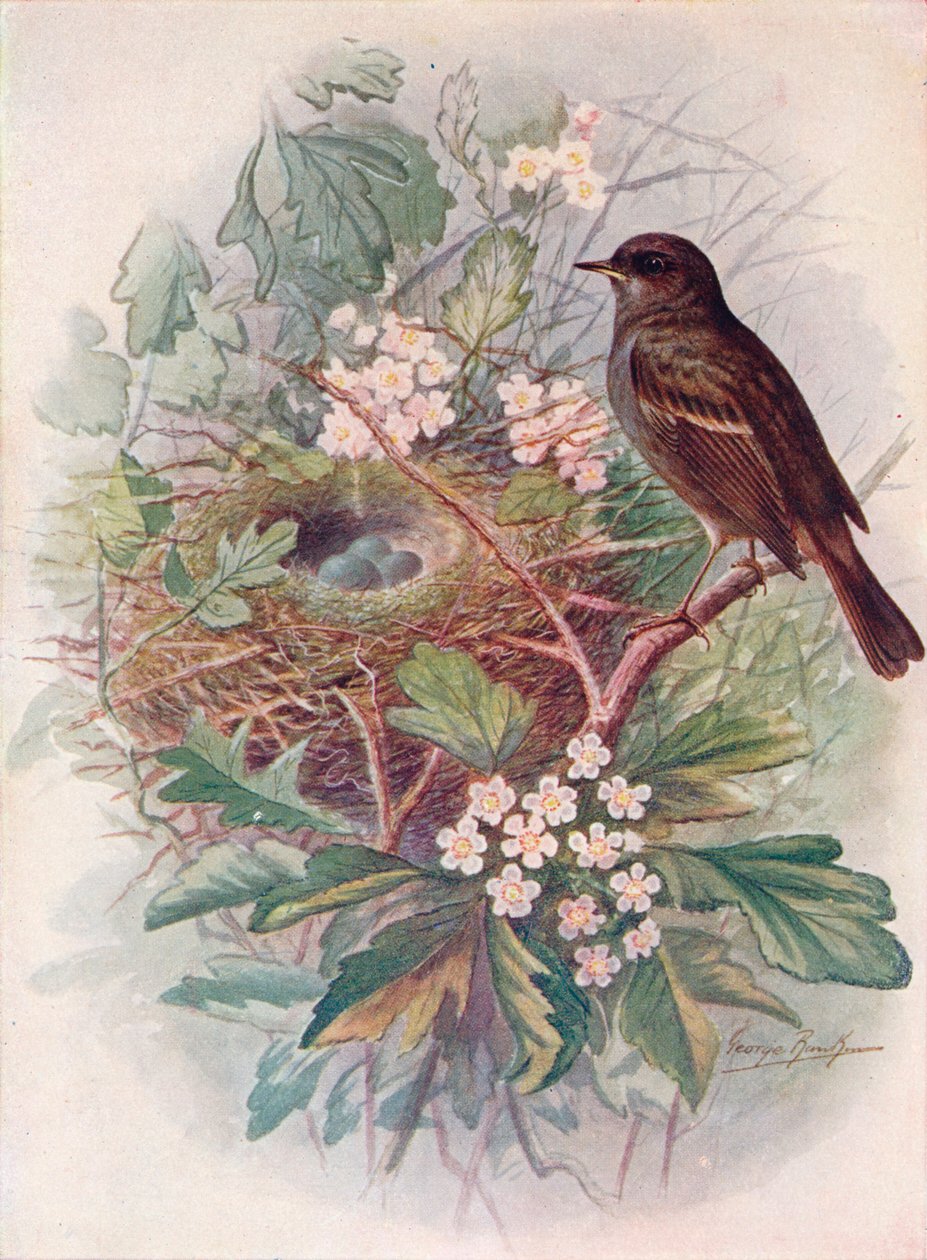 Hedgesparrow - Accentor moduláris, c1910, 1910 alkotó: George James Rankin