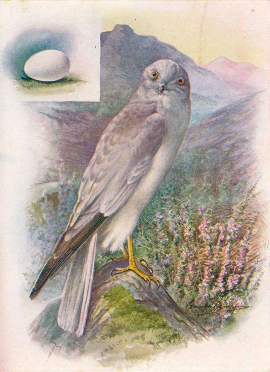 Hen-Harrier – Circus cyaneus, c1910, 1910 alkotó: George James Rankin