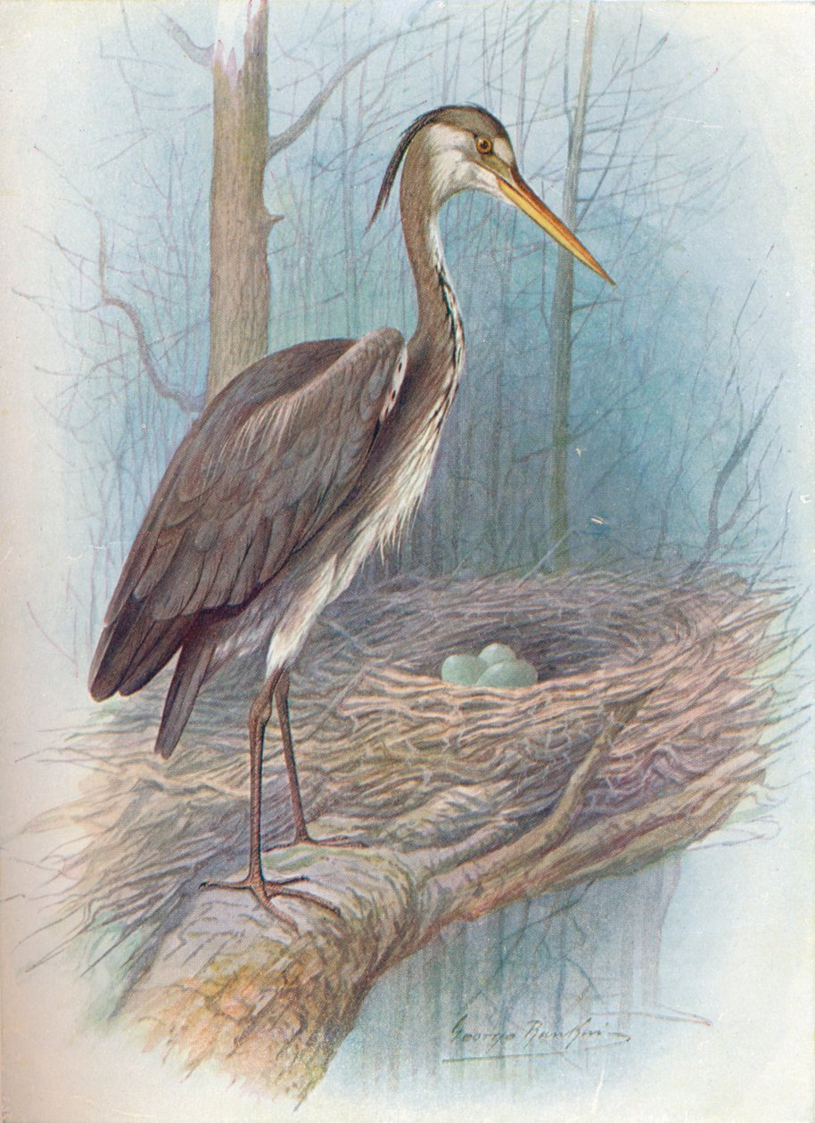 Gém – Ardea cinerea, c1910, 1910 alkotó: George James Rankin