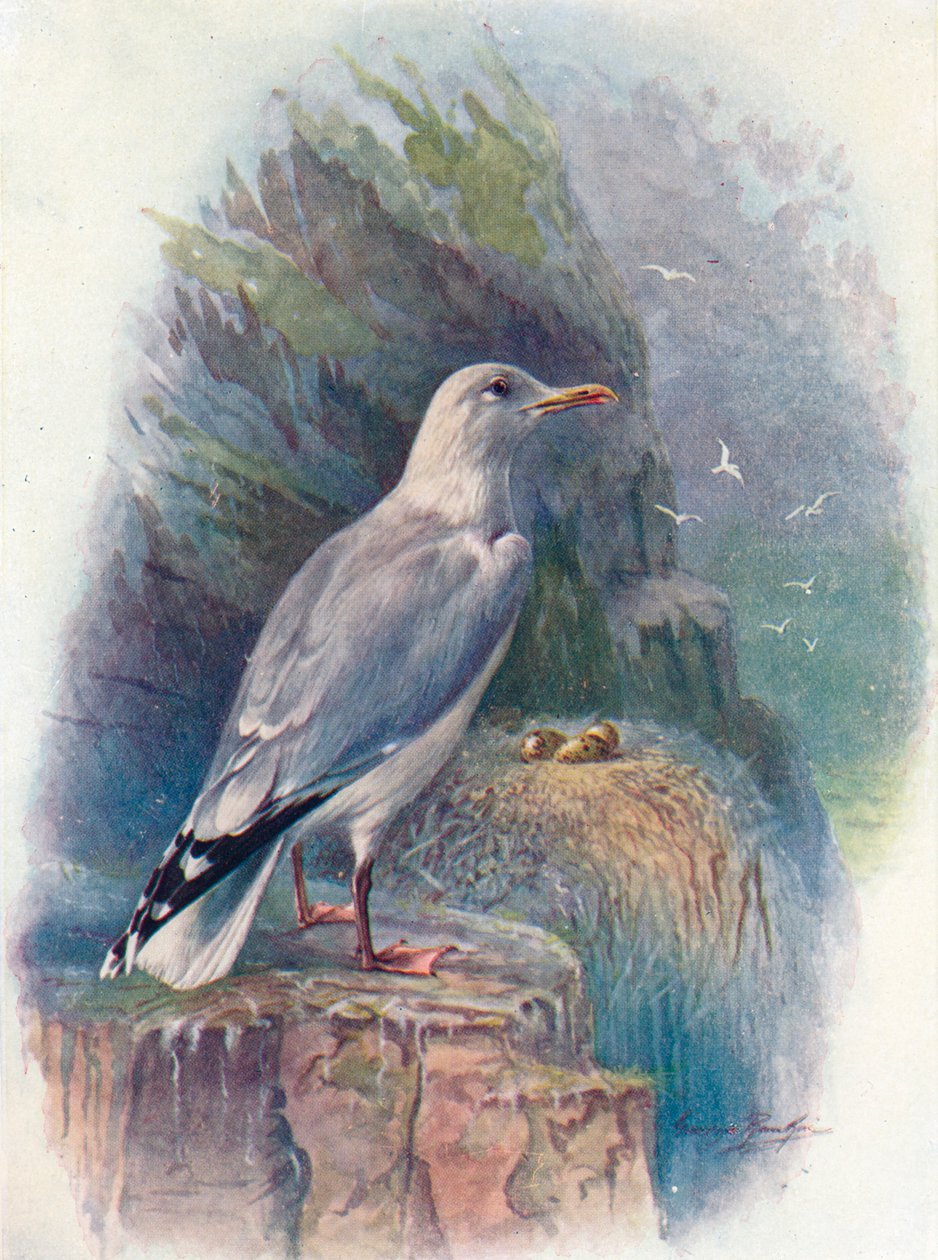 Heringsirály – Larus argentatus, 1910, 1910 alkotó: George James Rankin