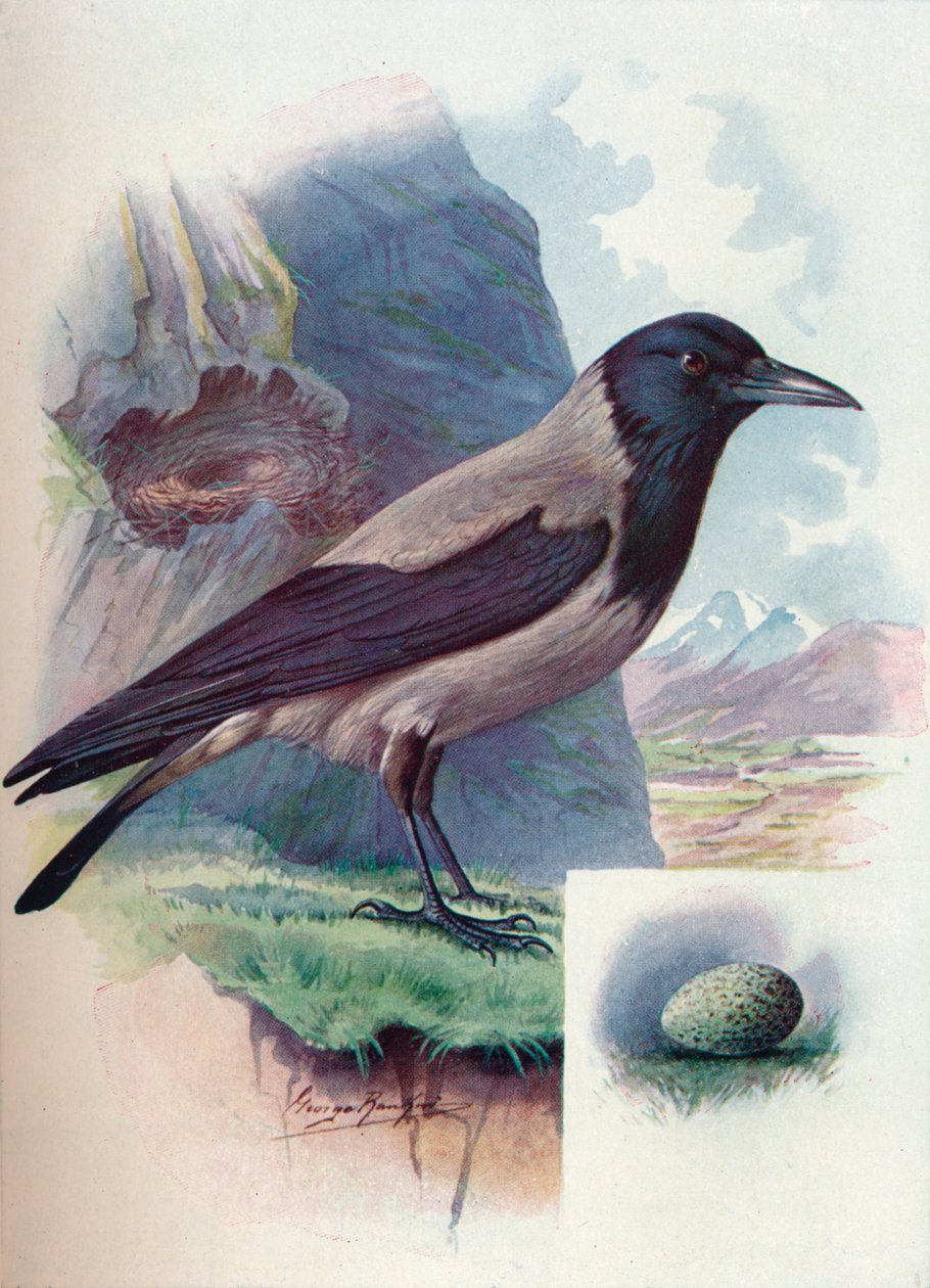 Csuklyás varjú - Corvus cornix, c1910, 1910 alkotó: George James Rankin